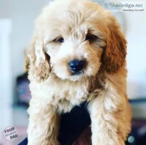 F1B mini golden doodles