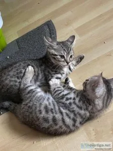 Bengal Short British Cros Stuning Kittens
