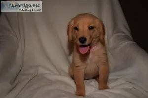 CKC Golden Retriever puppies