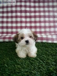 Toby Morkie