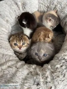5 Mixed Scottish Fold Kittens