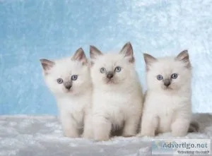 Ragdoll Kittens TICA