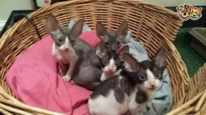 Cornish Rex Kittens Available