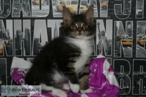 Maine coon kittens