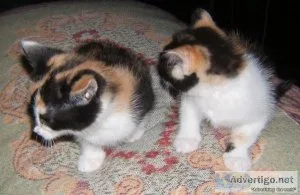 BEAUTIFUL CALICO KITTENS