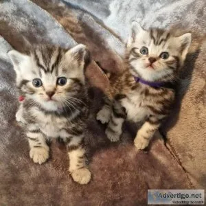 beautiful silver tabbie British shorthair kittens