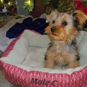 TWIN LOVELY YORKIES ON NEARLY FREE ADOPTION.