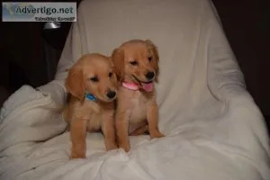 CKC Golden Retriever puppies