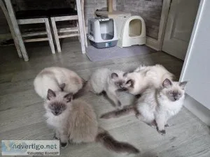 Beautiful Bluepoint Ragdoll kittens looking for their forever ho