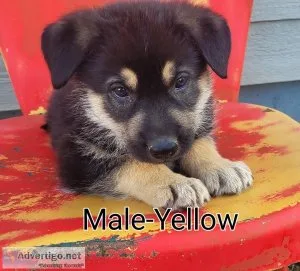 German Shepherd Puppies