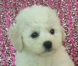 Toy Bichon Fris Pups