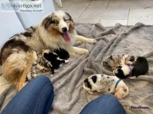 Australian Shepherd x Border Collies