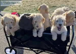 Goldendoodle puppies