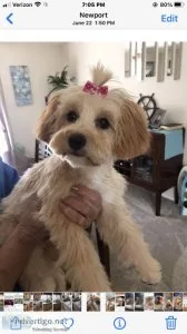 6months old Female Snorkie