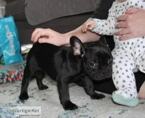 beautiful french bulldog puppies