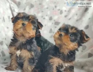 Cute Yorkie puppies