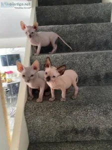 Lovely sphynx kittens.