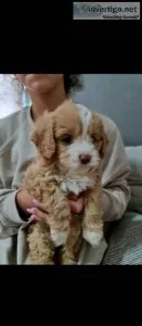 Adorable cavapoo puppies