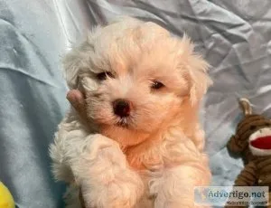 Outstanding white Maltipoo M 11 wks. old
