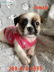 jack russell shitzu mix puppies