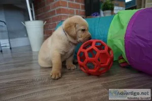 AKC Registered. Labrador puppies