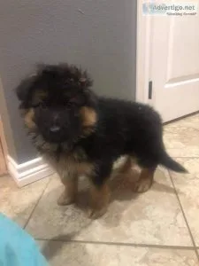 German shepherd male kc reg
