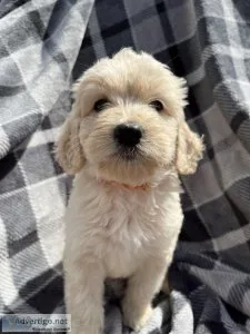 Miniature Goldendoodle puppies