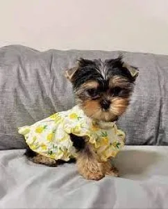 Hypoallergenic Yorkie Puppies