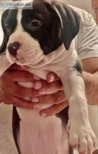 Cute adorable