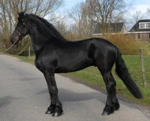 Tango Friesian gelding