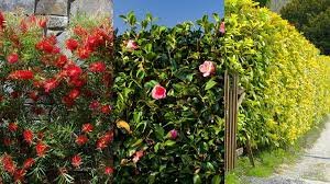Expert hedge trimmers in county durham