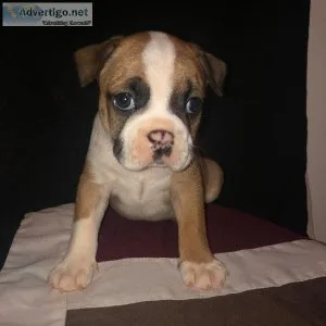 Mini Bulldog Puppies