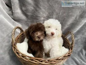 Our beautiful cockapoo Daisy has had 3 gorgeous puppies who are 