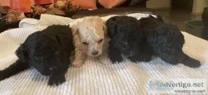 Toy Poddle Puppies