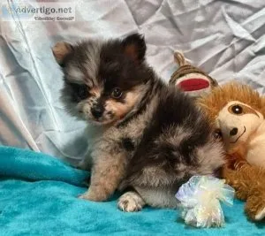Handsome merle Pomeranians MF