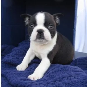BEAUTIFUL BOSTON TERRIER PUPPY FOR SALE
