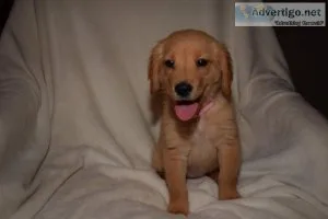 CKC Golden Retriever Puppies