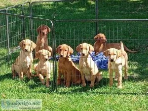 Fully Vaccinated and Vet checked Labrador puppies