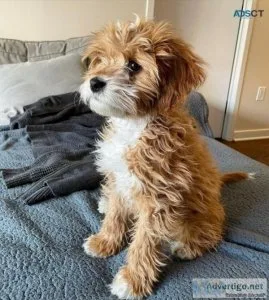 Cavapoo Puppies