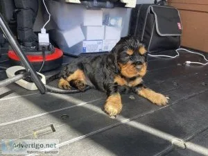 SHOW TYPE COCKER SPANIEL PUPPIES