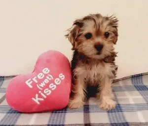 WHO NEEDS PURE BREED YORKIE BABIES