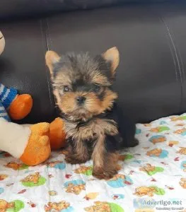 Yorkiepoo Puppies (Yorkshire Terrier and Poodle mix)