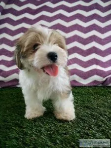 Charlie morkie