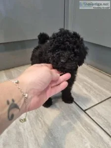 Dolly is one of our loving family dogs and has had a litter of 5
