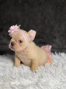 precious AKC French Bulldog girl puppies