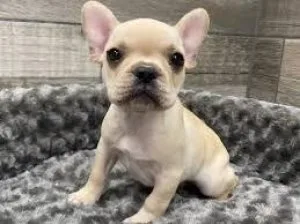 AKC French bulldogs