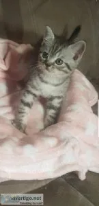 sweet bsh silver tabby kittens just like the whiskers add