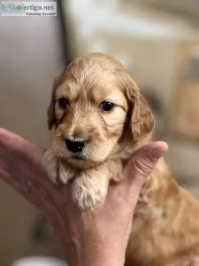 6 Irish doodles health puppies