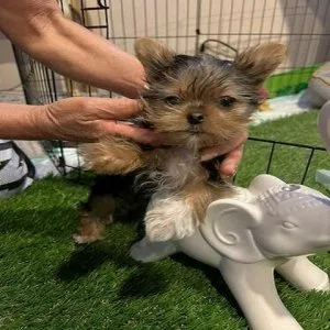 FRESH OUTTA LITTER PET YORKIE BABIES