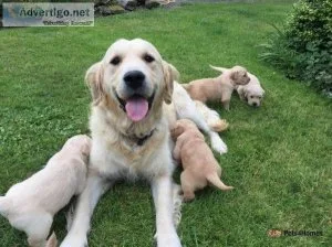 Beautiful Golden Retriever pups for sale